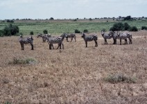 Kenia_032