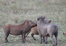 IMG_3681 (FILEminimizer)