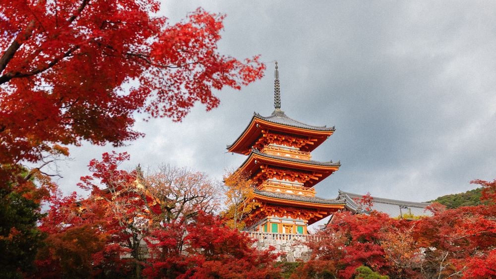 Czerwona pagoda świątyni Kiyomizu-dera w Kioto wśród jesiennych czerwonych klonów
