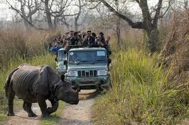 Nosorożec przed samochodem jeep safari w Parku Narodowym Chitwan