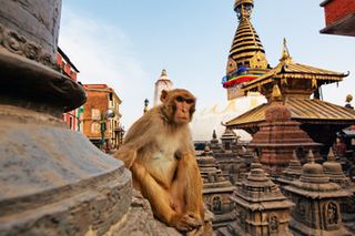 Małpa na tle stupy Swayambhunath w Katmandu