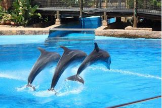 Delfiny wyskakujące z wody w delfinarium w Durbanie
